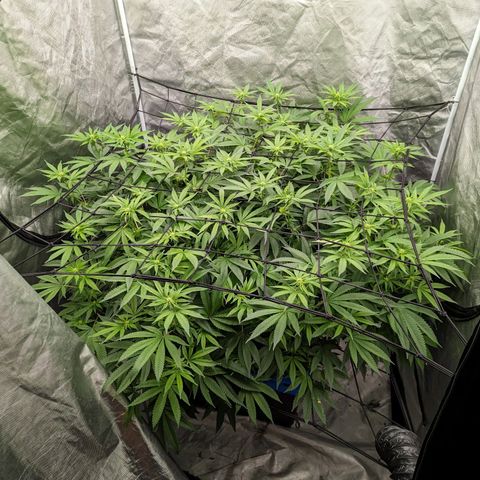FX3 -FSTS x Solfire Cup 2023  growlog timeline photo