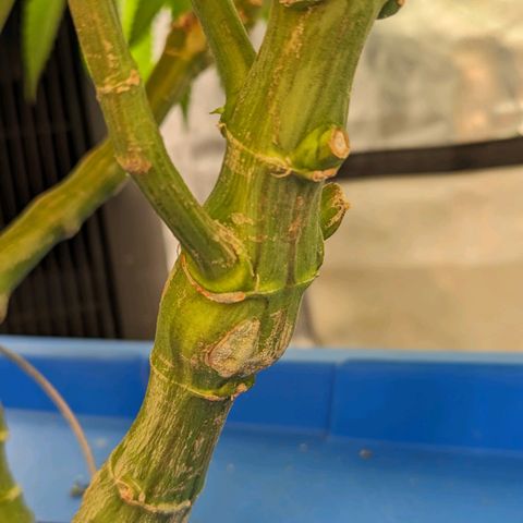 FX3 -FSTS x Solfire Cup 2023  growlog timeline photo