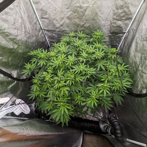 FX3 -FSTS x Solfire Cup 2023  growlog timeline photo