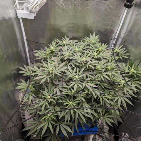 FX3 - FSTS x Solfire Cup 2023 #2 growlog timeline photo