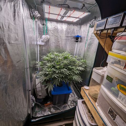 FX3 - FSTS x Solfire Cup 2023 #2 growlog timeline photo