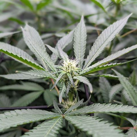 FX3 - FSTS x Solfire Cup 2023 #2 growlog timeline photo