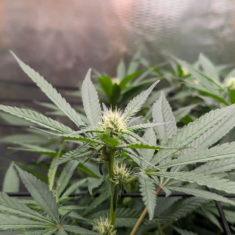 FX3 - FSTS x Solfire Cup 2023 #2 growlog timeline photo