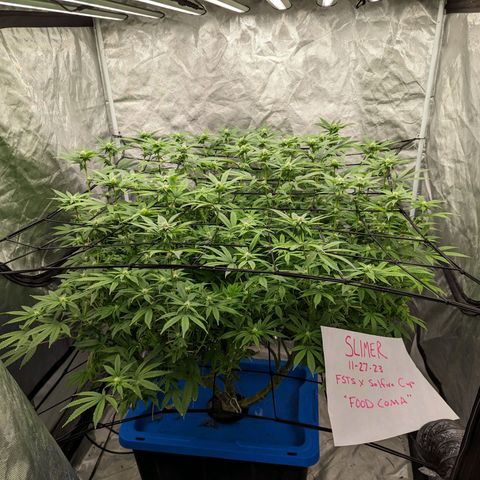 FX3 -FSTS x Solfire Cup 2023  growlog timeline photo
