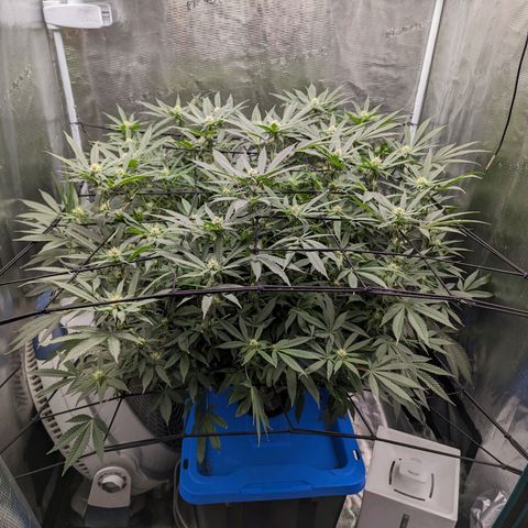 FX3 - FSTS x Solfire Cup 2023 #2 growlog timeline photo