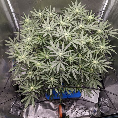 FX3 - FSTS x Solfire Cup 2023 #2 growlog timeline photo