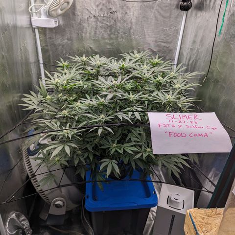 FX3 - FSTS x Solfire Cup 2023 #2 growlog timeline photo
