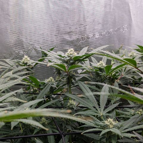 FX3 - FSTS x Solfire Cup 2023 #2 growlog timeline photo