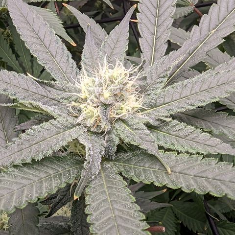 FX3 - FSTS x Solfire Cup 2023 #2 growlog timeline photo