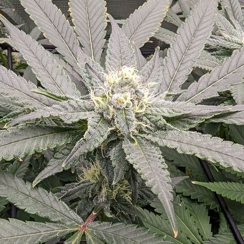 FX3 - FSTS x Solfire Cup 2023 #2 growlog timeline photo