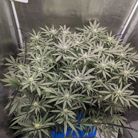 FX3 - FSTS x Solfire Cup 2023 #2 growlog timeline photo