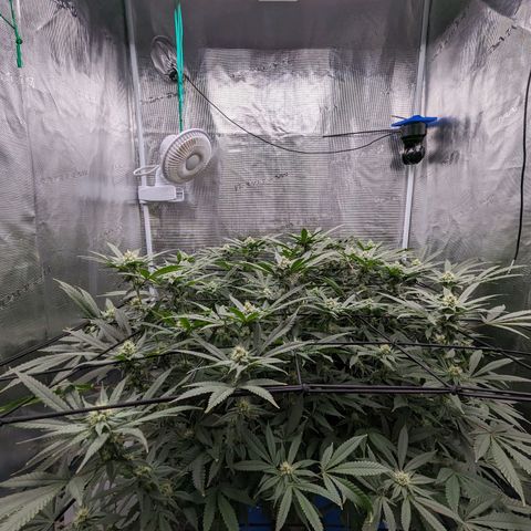 FX3 - FSTS x Solfire Cup 2023 #2 growlog timeline photo