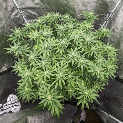 FX3 -FSTS x Solfire Cup 2023  growlog timeline photo