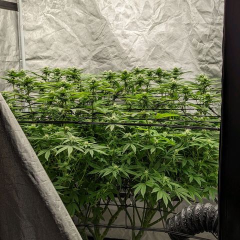 FX3 -FSTS x Solfire Cup 2023  growlog timeline photo