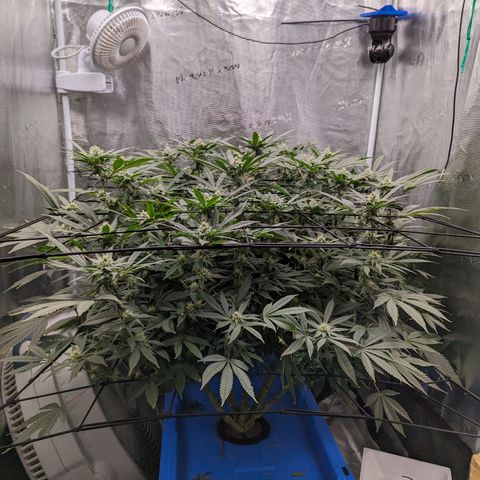 FX3 - FSTS x Solfire Cup 2023 #2 growlog timeline photo