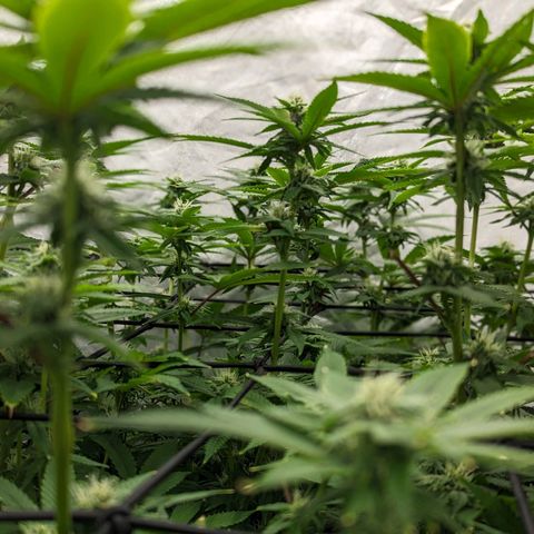 FX3 -FSTS x Solfire Cup 2023  growlog timeline photo