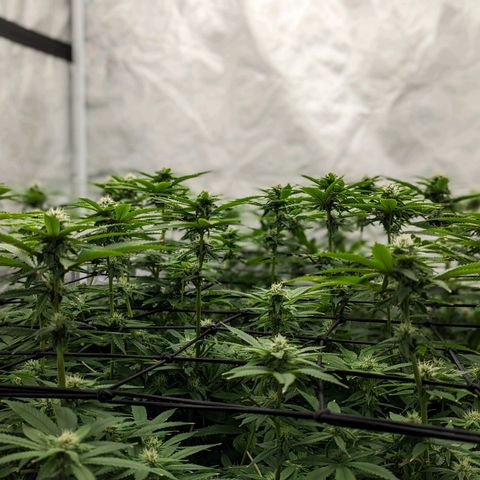 FX3 -FSTS x Solfire Cup 2023  growlog timeline photo