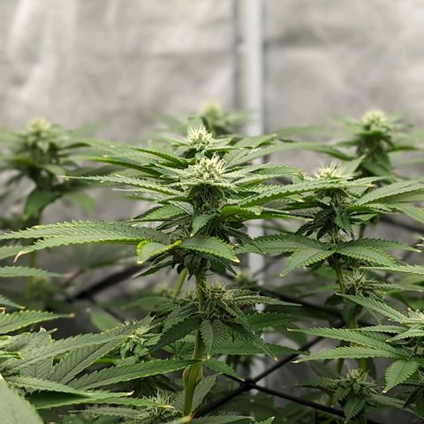FX3 -FSTS x Solfire Cup 2023  growlog timeline photo