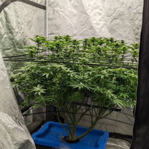FX3 -FSTS x Solfire Cup 2023  growlog timeline photo