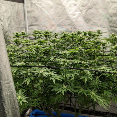 FX3 -FSTS x Solfire Cup 2023  growlog timeline photo