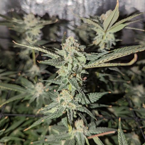 FX3 - FSTS x Solfire Cup 2023 #2 growlog timeline photo