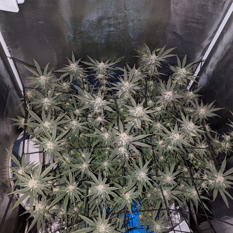 FX3 - FSTS x Solfire Cup 2023 #2 growlog timeline photo
