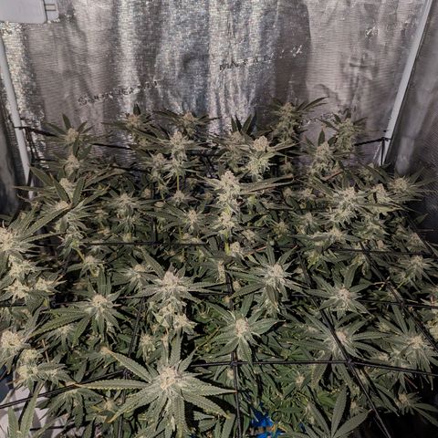 FX3 - FSTS x Solfire Cup 2023 #2 growlog timeline photo