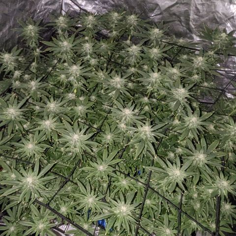 FX3 -FSTS x Solfire Cup 2023  growlog timeline photo