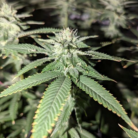 FX3 -FSTS x Solfire Cup 2023  growlog timeline photo
