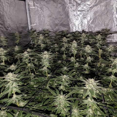 FX3 -FSTS x Solfire Cup 2023  growlog timeline photo