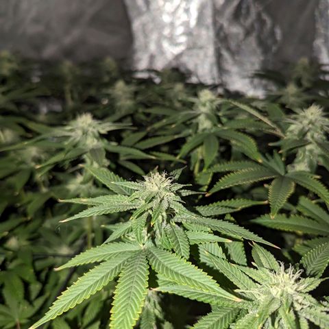 FX3 -FSTS x Solfire Cup 2023  growlog timeline photo