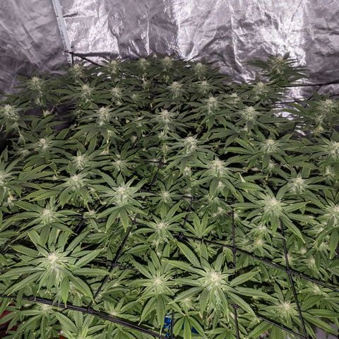 FX3 -FSTS x Solfire Cup 2023  growlog timeline photo