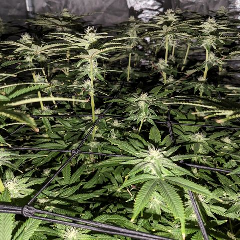 FX3 -FSTS x Solfire Cup 2023  growlog timeline photo