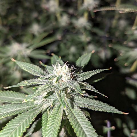 FX3 -FSTS x Solfire Cup 2023  growlog timeline photo