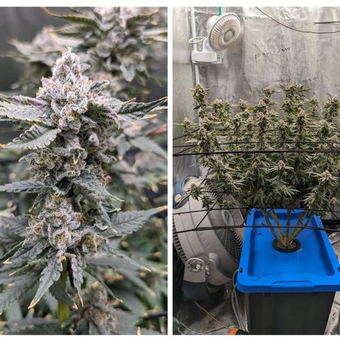 FX3 - FSTS x Solfire Cup 2023 #2 growlog timeline photo