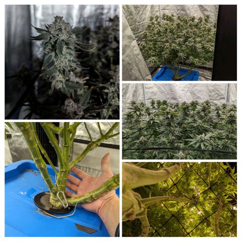 FX3 -FSTS x Solfire Cup 2023  growlog timeline photo
