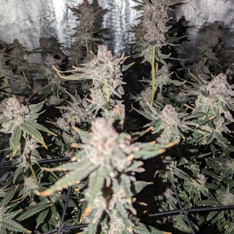FX3 - FSTS x Solfire Cup 2023 #2 growlog timeline photo