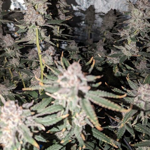 FX3 - FSTS x Solfire Cup 2023 #2 growlog timeline photo
