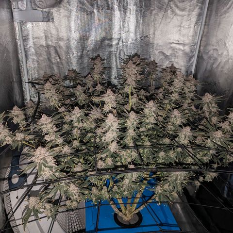 FX3 - FSTS x Solfire Cup 2023 #2 growlog timeline photo
