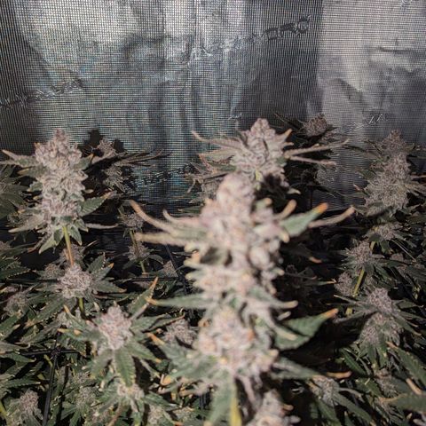 FX3 - FSTS x Solfire Cup 2023 #2 growlog timeline photo