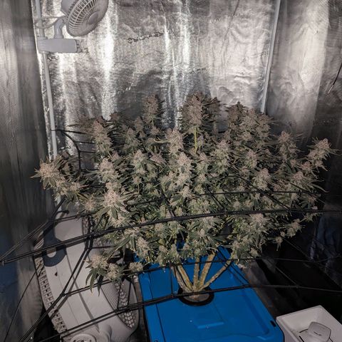 FX3 - FSTS x Solfire Cup 2023 #2 growlog timeline photo
