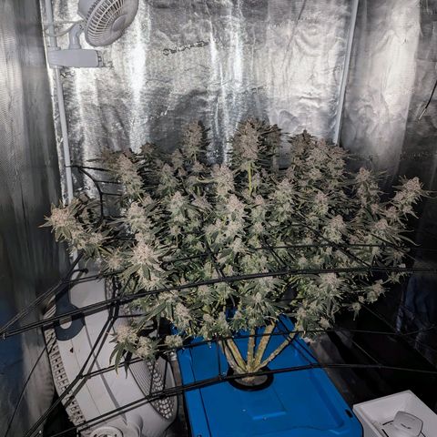 FX3 - FSTS x Solfire Cup 2023 #2 growlog timeline photo