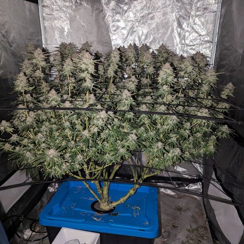 FX3 -FSTS x Solfire Cup 2023  growlog timeline photo
