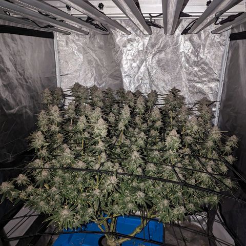 FX3 -FSTS x Solfire Cup 2023  growlog timeline photo