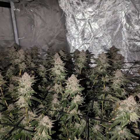 FX3 -FSTS x Solfire Cup 2023  growlog timeline photo
