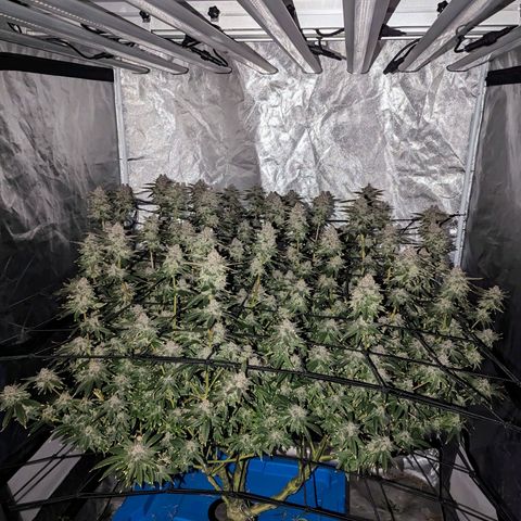 FX3 -FSTS x Solfire Cup 2023  growlog timeline photo