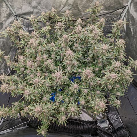 FX3 -FSTS x Solfire Cup 2023  growlog timeline photo