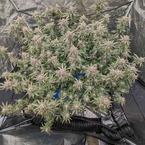 FX3 -FSTS x Solfire Cup 2023  growlog timeline photo