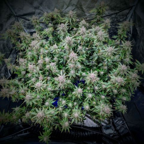 FX3 -FSTS x Solfire Cup 2023  growlog timeline photo