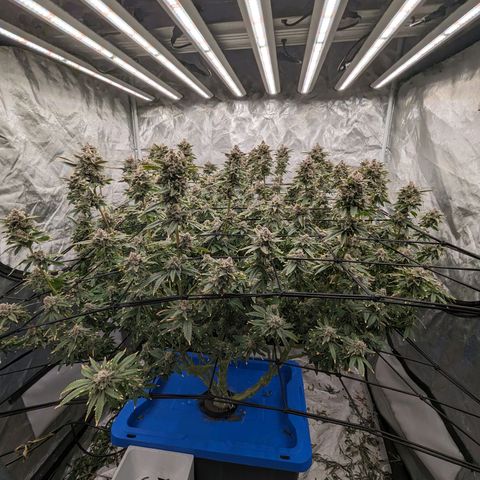 FX3 -FSTS x Solfire Cup 2023  growlog timeline photo